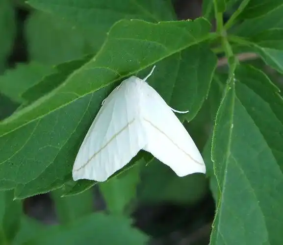 p>尺蠖(chǐ huò), a href="#" data-lemmaid="4339231">尺蛾 /a>的