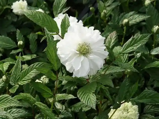 荼蘼花开总是形容女子的青春将逝,或是感情到了尽头.