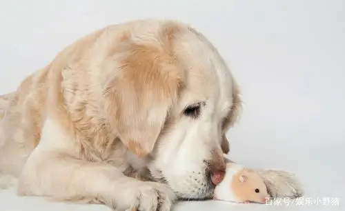 金毛与小老鼠的艺术照片,太萌了