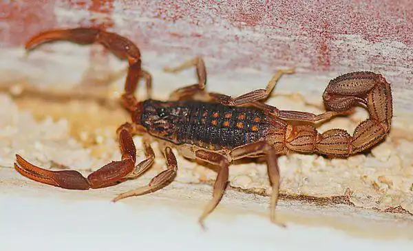 刚果红鳄背蝎hottentotta hottentotta