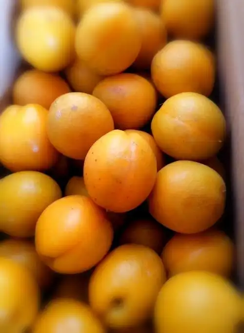 瓜果飘香时,寅源农庄油杏李子春雪桃熟了