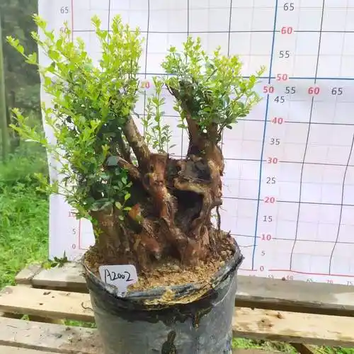 三叶对生红芽赤楠 小叶植物 室内阳台庭院观叶观茎花卉绿植包邮--爱鉴
