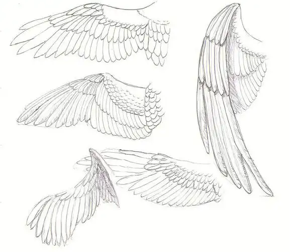 快题设计  #设计考研  #考研手绘  #翅膀纹身  #天使的翅膀  #翅膀