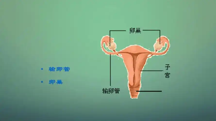 子宫及附件解剖及生理
