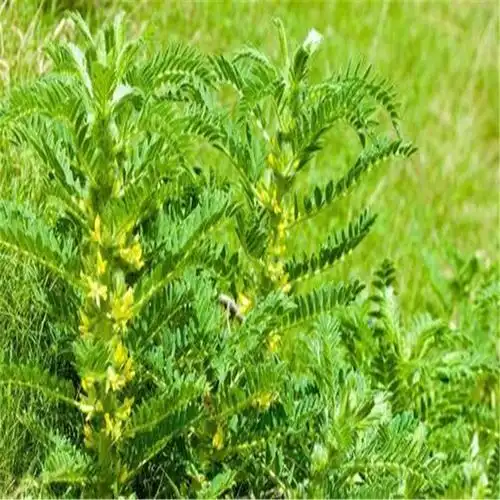 厂家直销 辽宁 黄芪种植技术 黄芪苗 黄芪种子