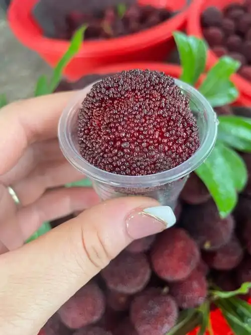 福建闽南的东魁杨梅