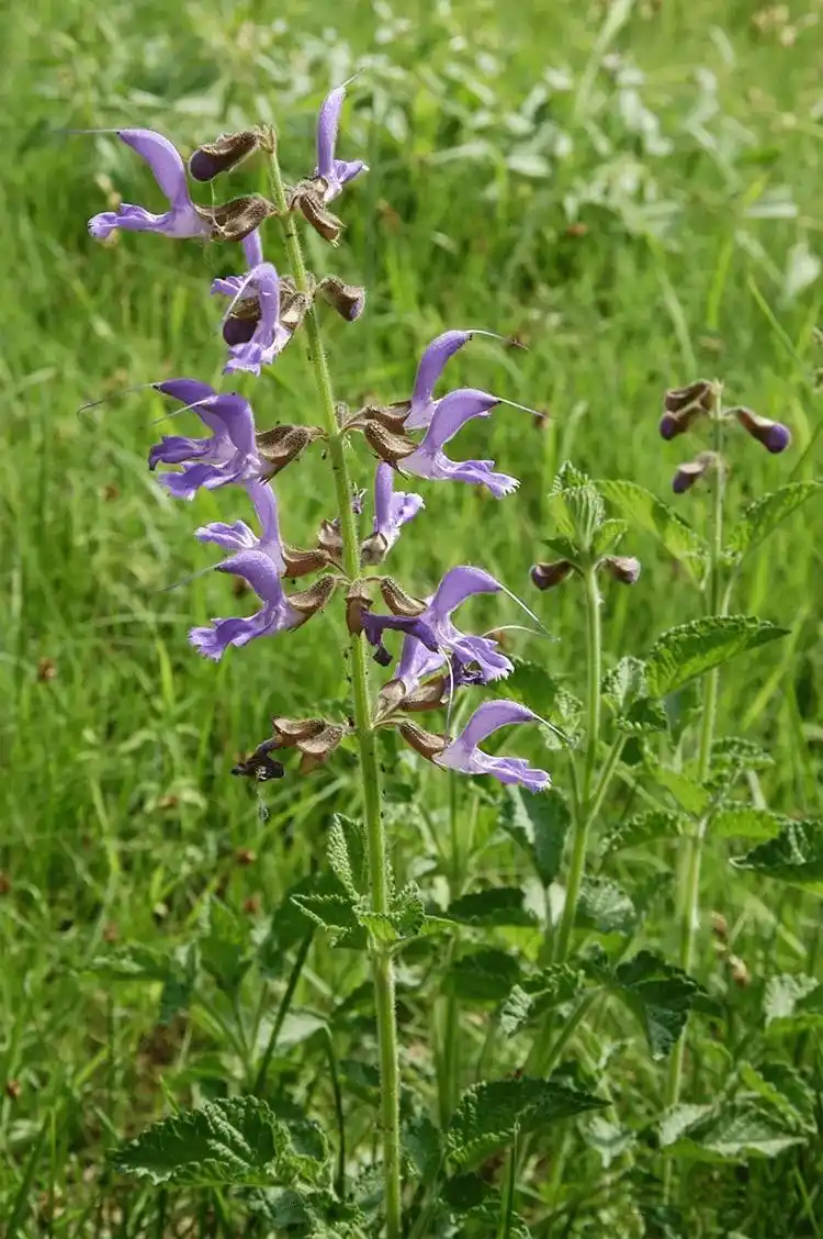 丹参图片(丹参图片全图) - 123植物网