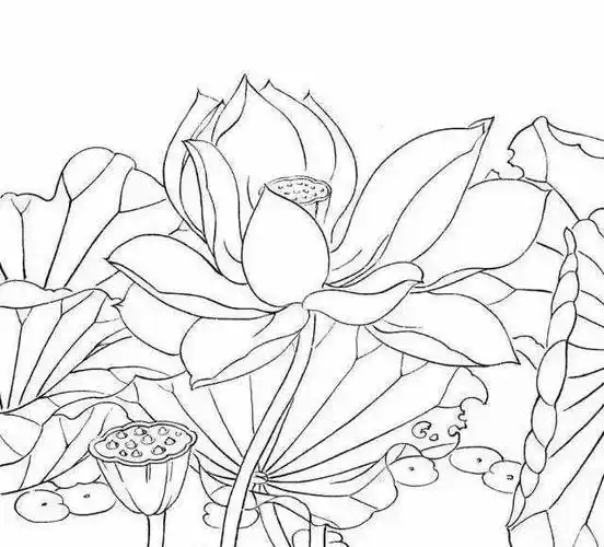 国画教程简单易学的白描荷花教程