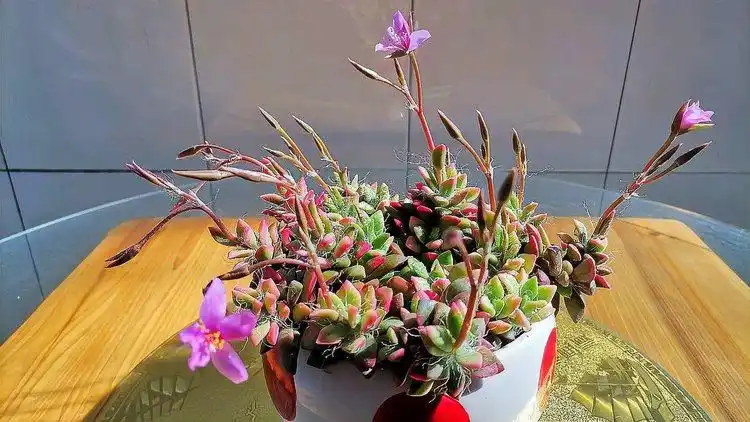 我的吹雪之松锦开花了