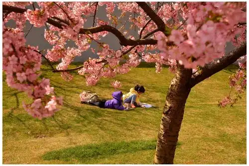 踏青 赏花 摄影