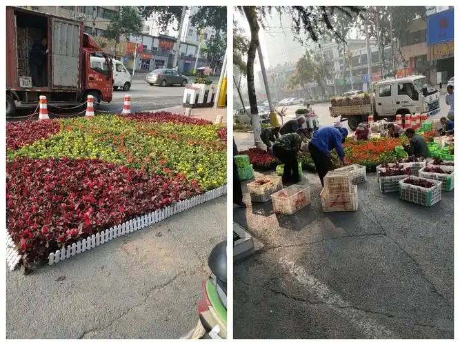 园林处组织工作人员在区委,区政府门口摆放草花.