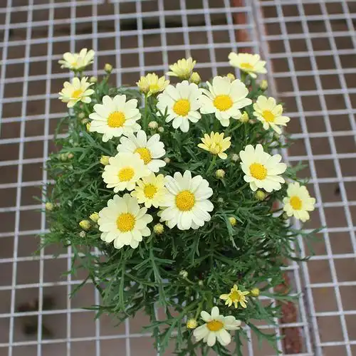 玛格丽特花苗盆栽糖果玛雏菊木茼菊阳台庭院花园爆盆植物盆栽花卉【聚