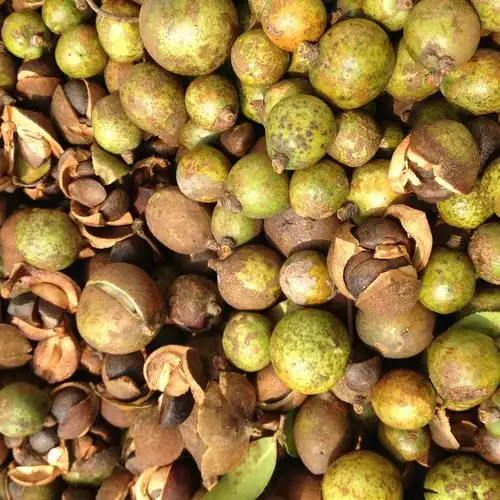 亚临界低温萃取技术在油茶籽油上的应用