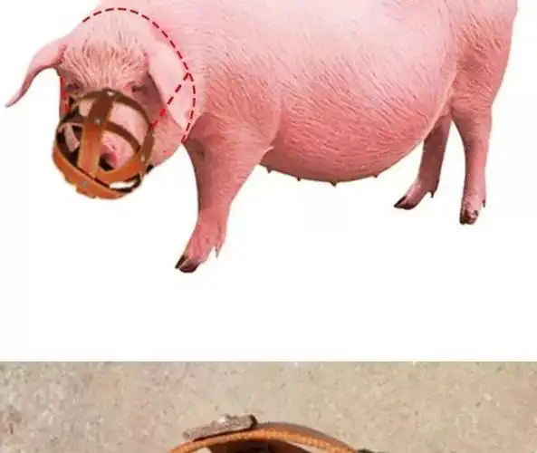 母猪嘴笼猪嘴套防咬套小猪崽仔猪防咬架神器牛马嘴套养殖猪嘴罩 小号