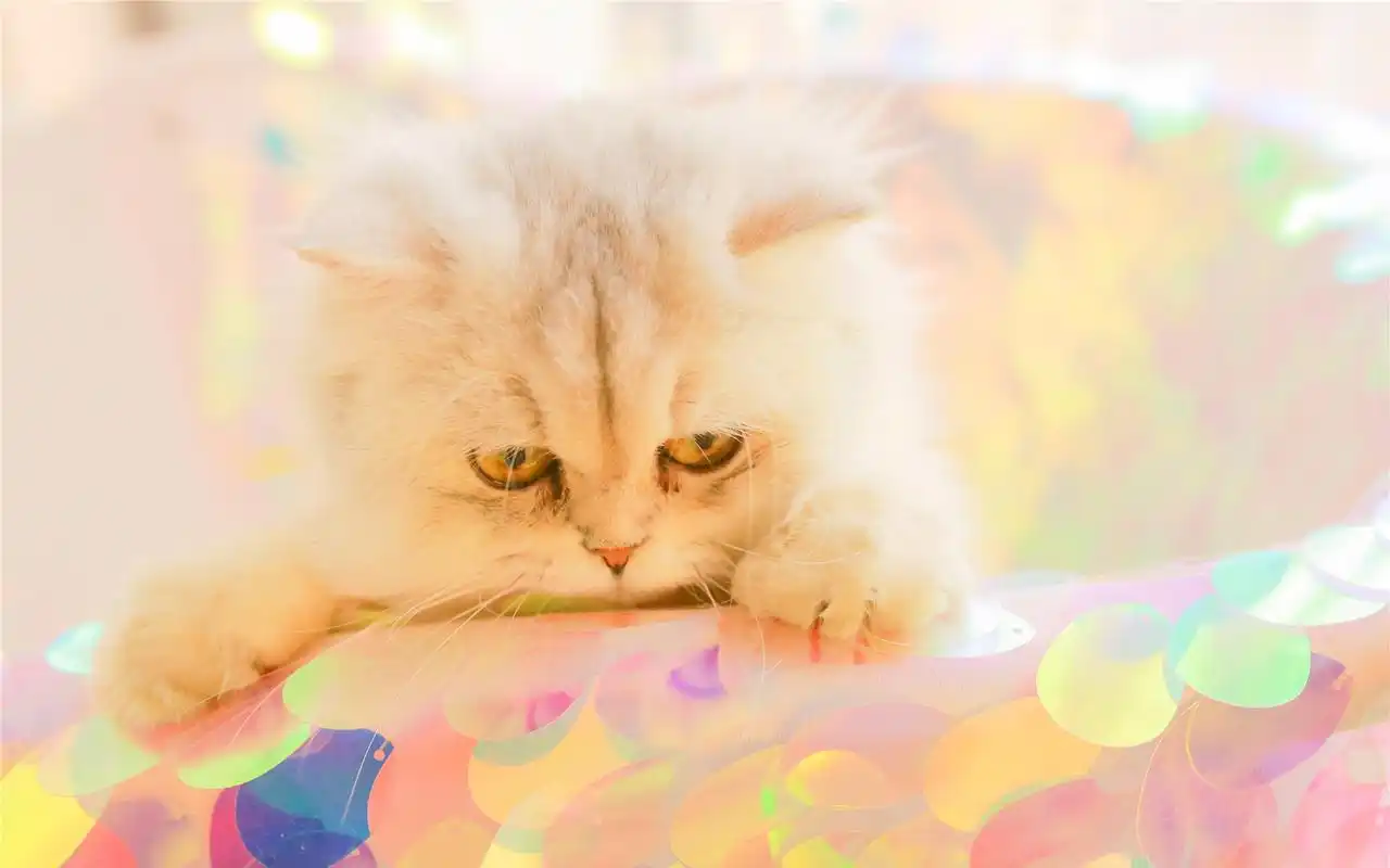 可爱小猫咪高清电脑桌面壁纸,分享一只可爱小动物图片壁纸,希望大家