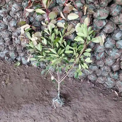 红叶石楠毛球一株多少钱 红叶石楠毛球批发_球类丛生植物 - 沭阳县靓