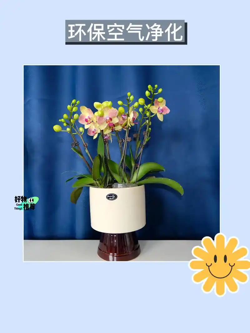 蝴蝶兰盆栽,美观净化空气,办公桌必备装饰!9192.我家的蝴 - 抖音