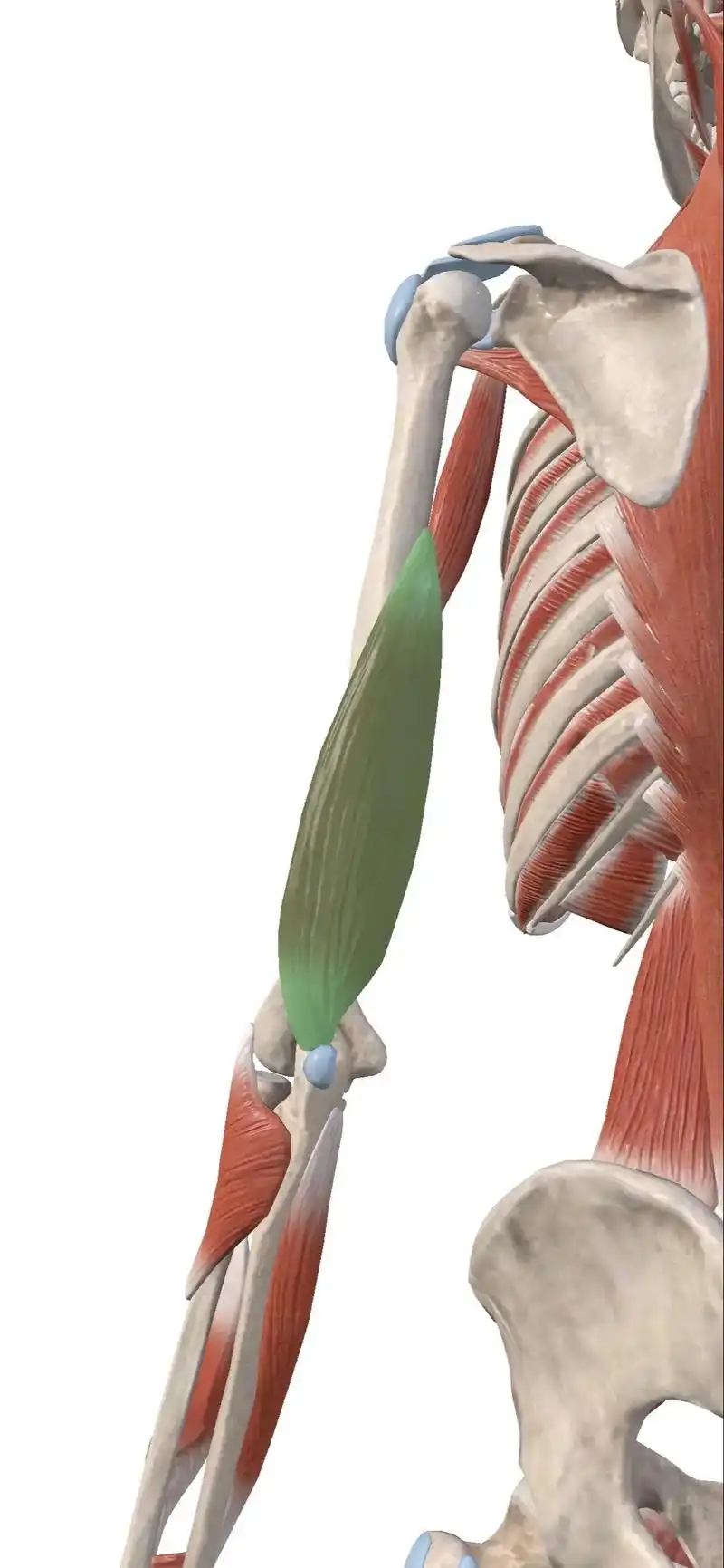 肱三头肌是位于上臂后侧的主要肌肉群,由三个独立的头 - 抖音