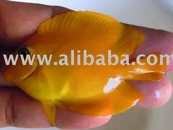 yellow tang picture