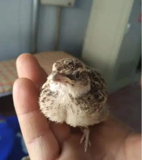 百灵雏鸟大家帮看看公母