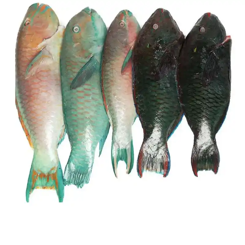 三沙青衣鱼,新鲜又美味!口感鲜嫩,肉质细腻,烤,煮,炸都好吃 - 抖音