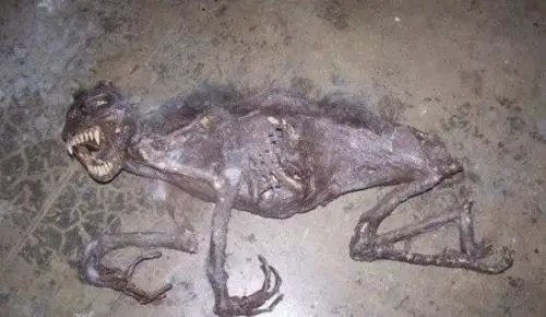 地球十大不明生物神农架野人上榜澳洲本耶普专吃小孩