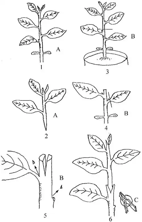 辣椒苗劈接法嫁接应掌握哪些要点?