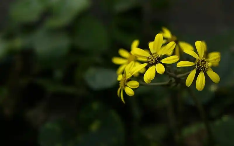唯美自然植物景深图片第22张