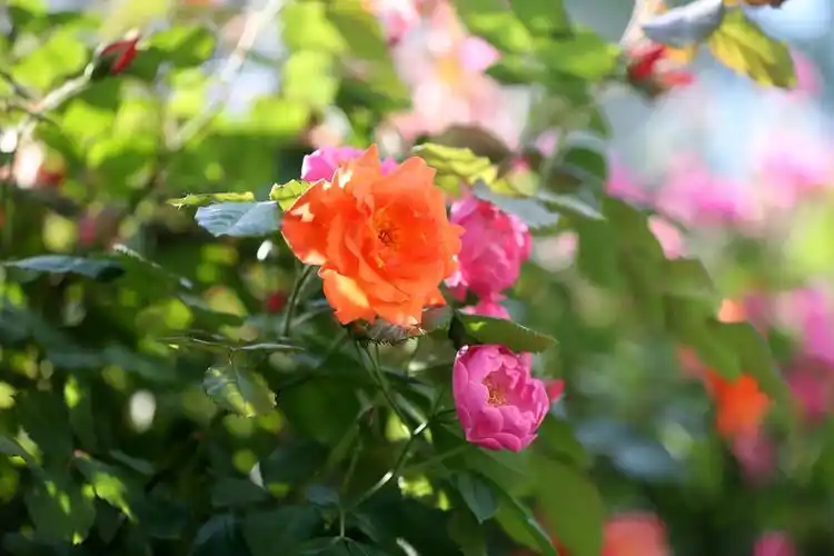 潜山道蔷薇花一道亮丽的风景线