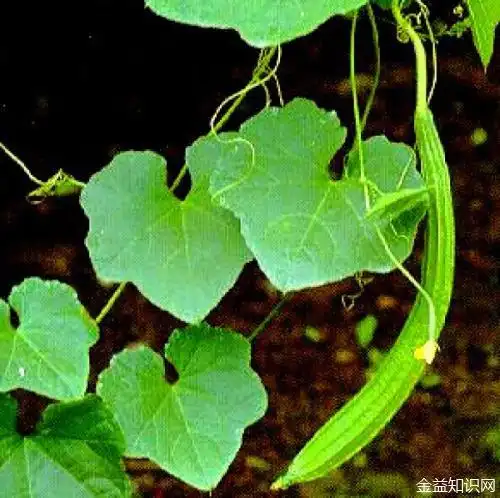 丝瓜叶子的功效与作用