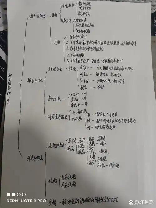 被子植物的一生思维导图