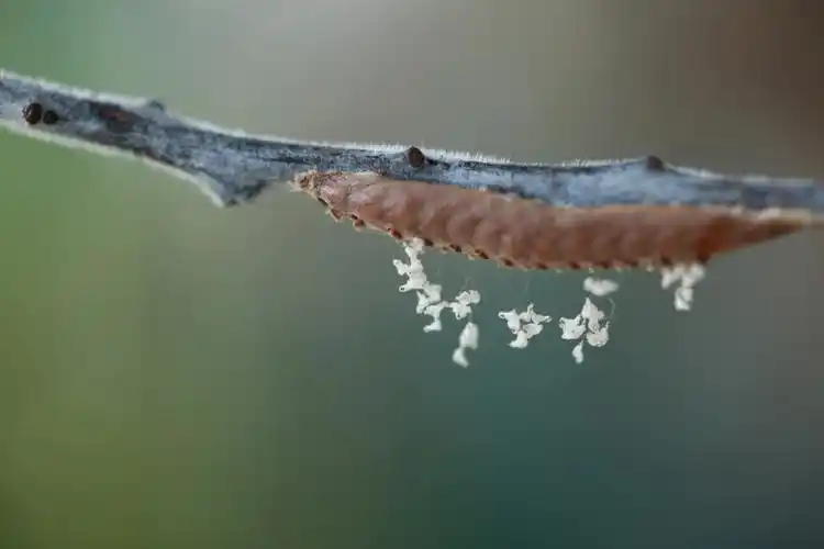 眼斑螳螂出卵鞘啦
