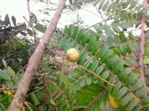 这个在我们这里叫柚柑刚入口时很苦涩过了一会变得很