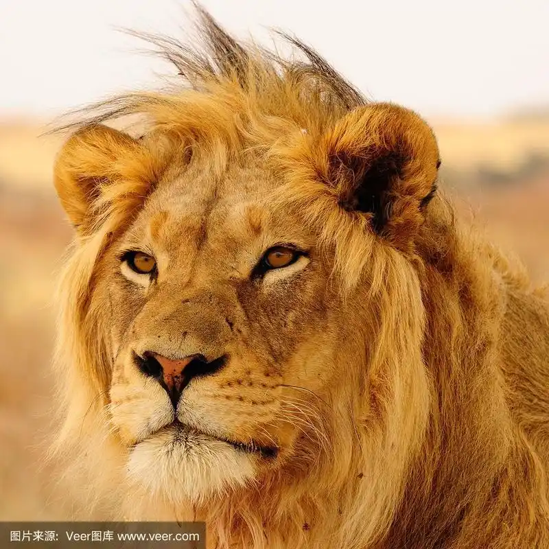 黑色鬃毛的狮子