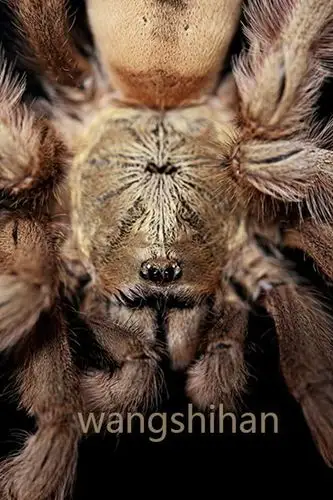 psalmopoeus pulcher 巴拿马黄金