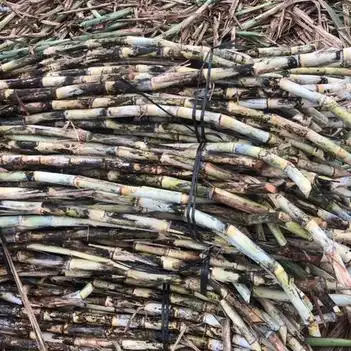 桂糖46号甘蔗苗柳城136