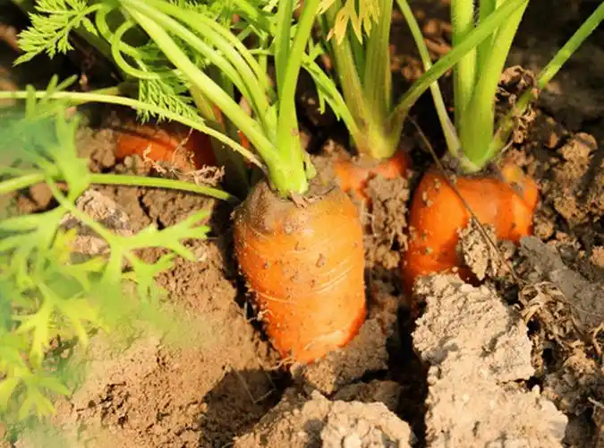 欢乐拔萝卜,摘青菜 大自然的一草一木,一植一物 都对孩子们有着深深的