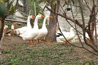 鸡鸭鹅,鸡鸭成群_高清图片_全景视觉