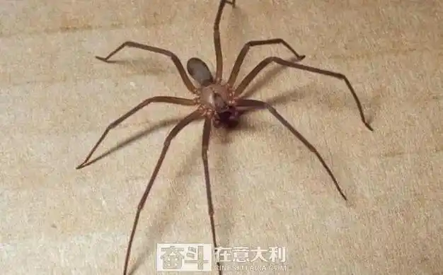 在意大利看到这种蜘蛛赶紧跑 咬一口可能致命