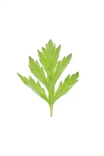 一片艾叶 艾叶 艾叶素材
