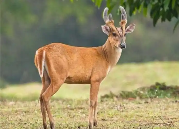 野生山麂子,小巧秀丽中透着灵动和机警,使人赏识和怜惜
