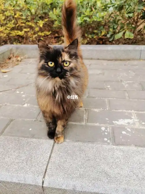 楼下遇到一只小可爱长毛玳瑁还是挺特别的