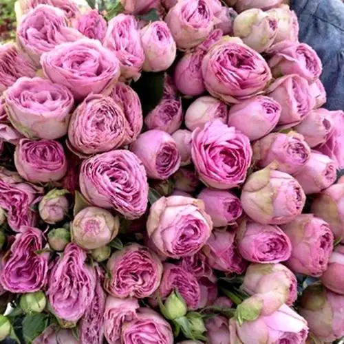 王二毛园艺铺欧月丰花薰衣草蕾丝/薰衣草花边月季花苗四季开花卉