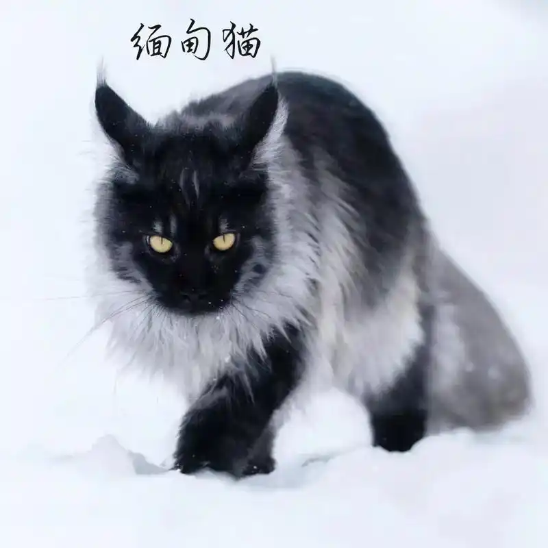 猫科动物:分为3亚科,猎豹亚科,猫亚科,豹亚科.共有15属3 - 抖音
