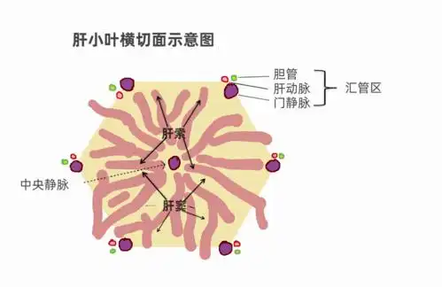 结构,中心区域是中央静脉;几个顶点是汇管区存在的地方,汇管区内有肝