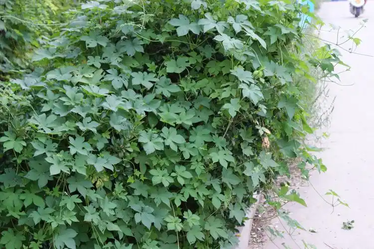 茜草- 好大夫在线