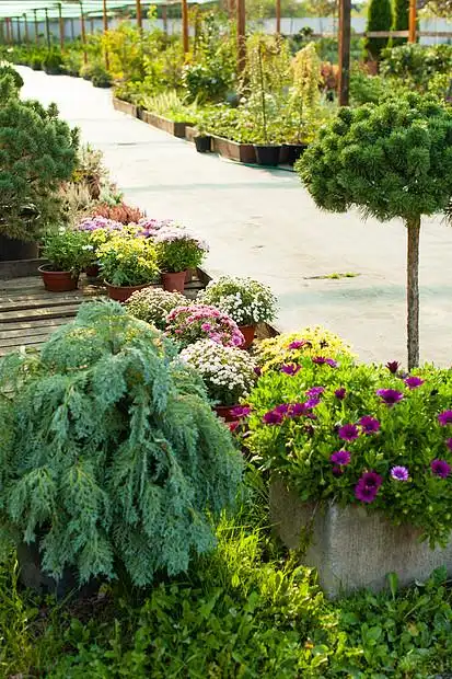 各种常绿植物花卉用于园林绿化户外花园市场