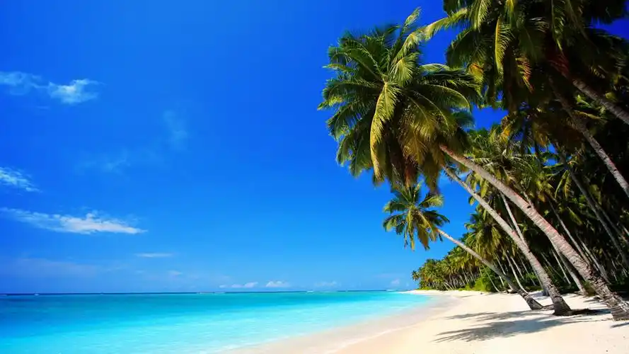 大海椰子树风光图片