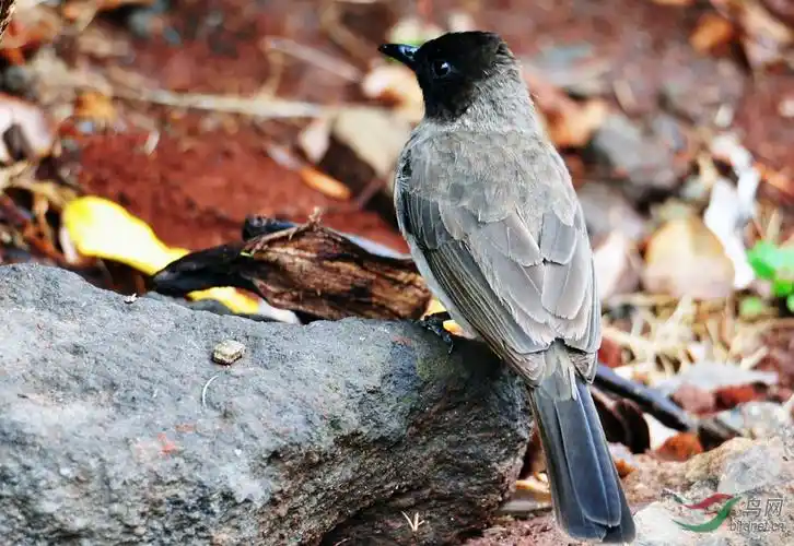 非洲中型鸟系列三十黑头鹎