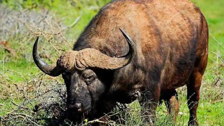 真野牛出世太猛了一角就把狮子掀上天